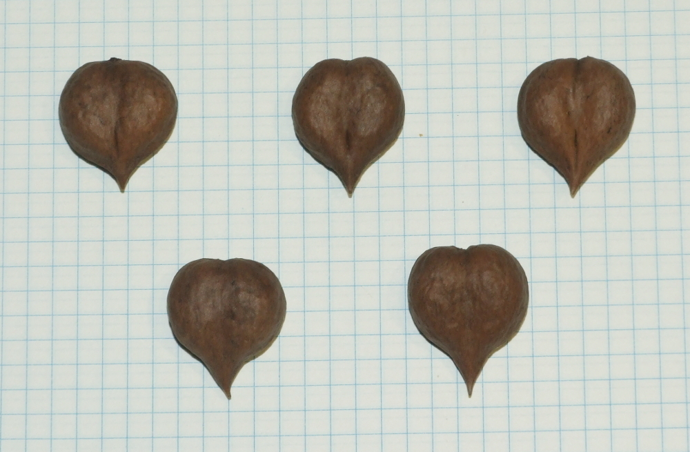 Семена ореха сердцевидного "типичный ЦФО" сердечком