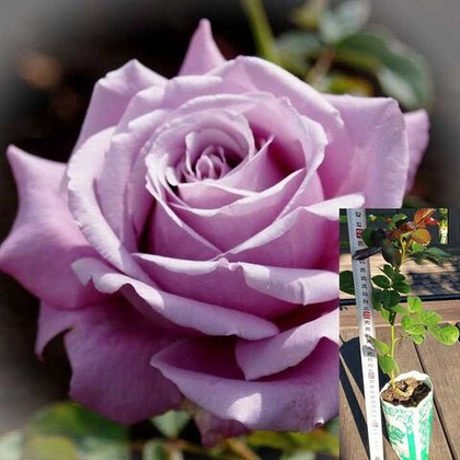 Роза Блю Парфюм чайно-гибридная, саженец с ЗКС.
