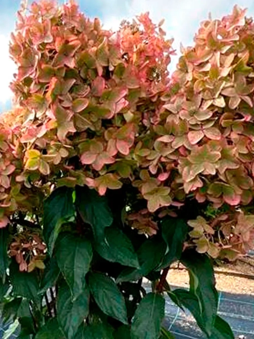 Металлика Hydrangea paniculata Metallica