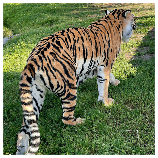 Реплика «Амурский тигр»