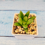 Haworthia Maughanii x Truncata (Хавортия)