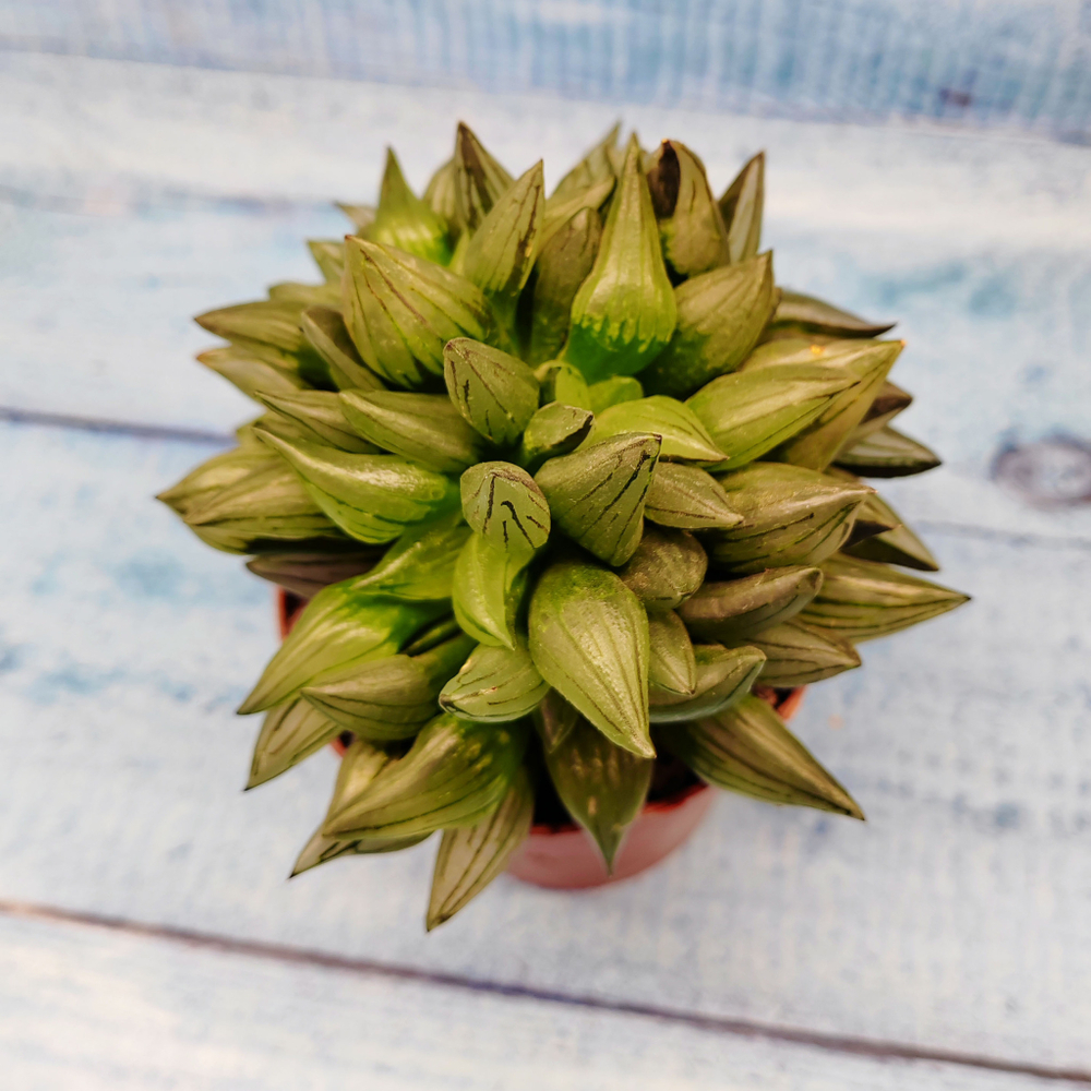 Haworthia Atrofusca mutant (Хавортия)