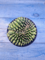 Gymnocalycium Spineless Crested form (Гимнокалициум)