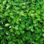 Искусственное растение шар «Самшит» зеленый D-23см Ultramarine