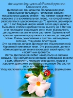 Дипладения Розовый румянец мандевилла