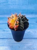 Gymnocalycium Variegata (Гимнокалициум Вариегатный)