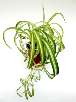 Хлорофитум "Bonnie"