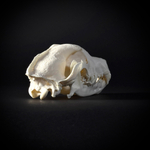 Череп собаки