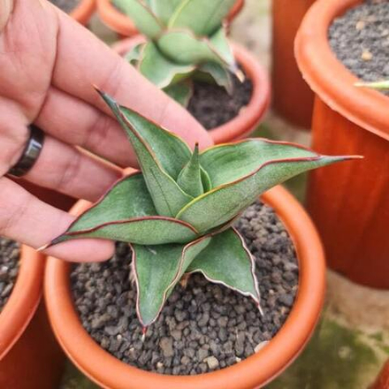 Сансевиерия KIRANA