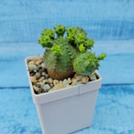 Euphorbia Globosa (Молочай шаровидный)
