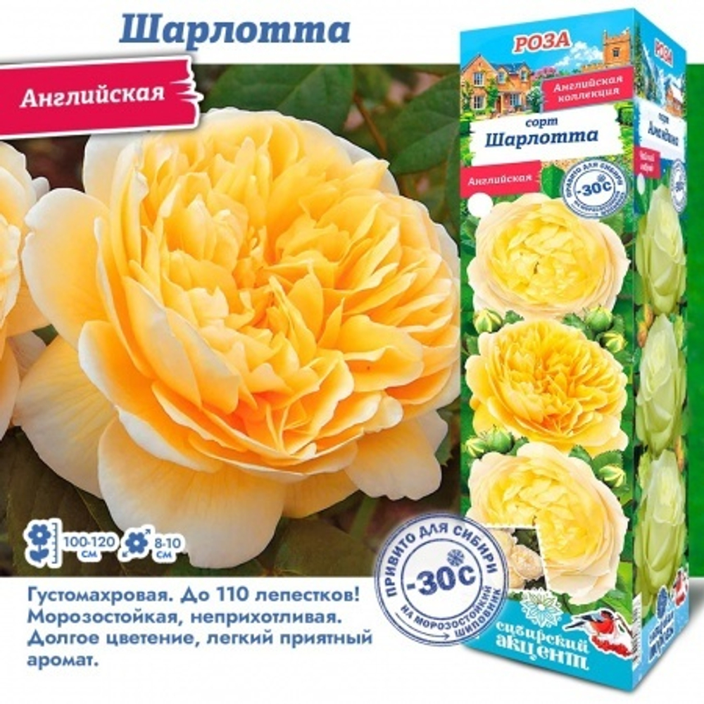 Роза Шарлотта (Английская)