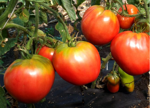 Томат Фудзияма F1