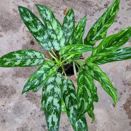 Аглаонема MAHA SEDTHEE (Maria)