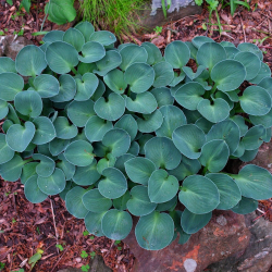 Хоста Блю Маус Иарс (Blue Mouse Ears)