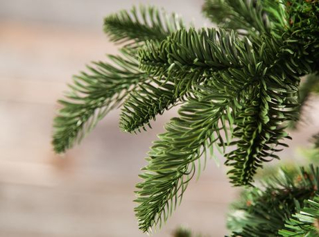 Ель Нормандия 700см темно-темно зеленая Triumph Tree