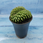 Gymnocalycium Spineless Crested form (Гимнокалициум Кристатный)