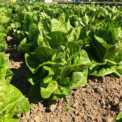 салат Рафаэль