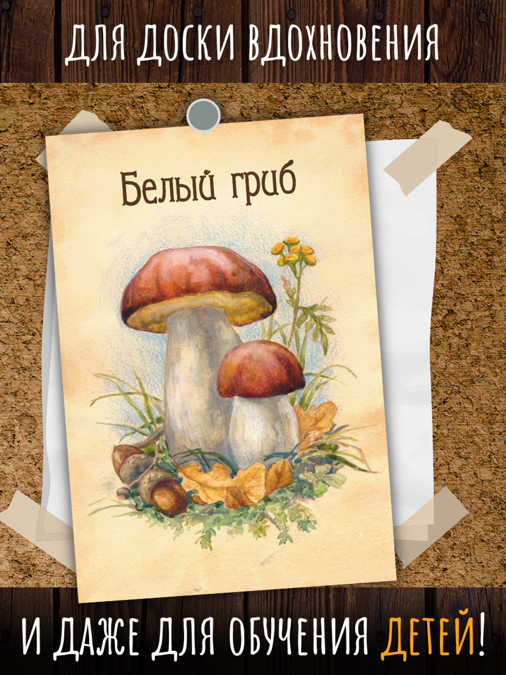 Грибы. 9 открыток