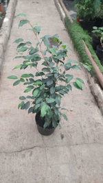 Фикус Бенджамин