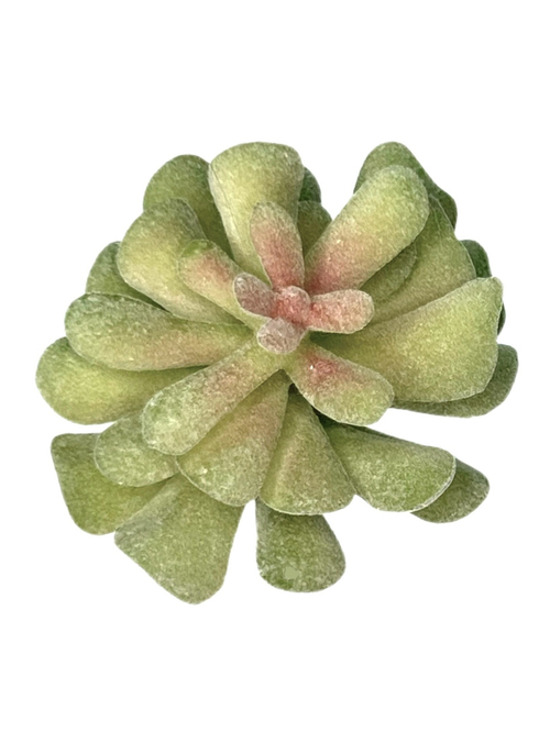 Суккулент 123 сизый