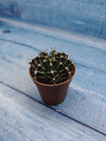 Gymnocalycium Friedrichii (Гимнокалициум)