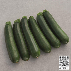 Модена F1 семена кабачка (Bejo / Бейо)