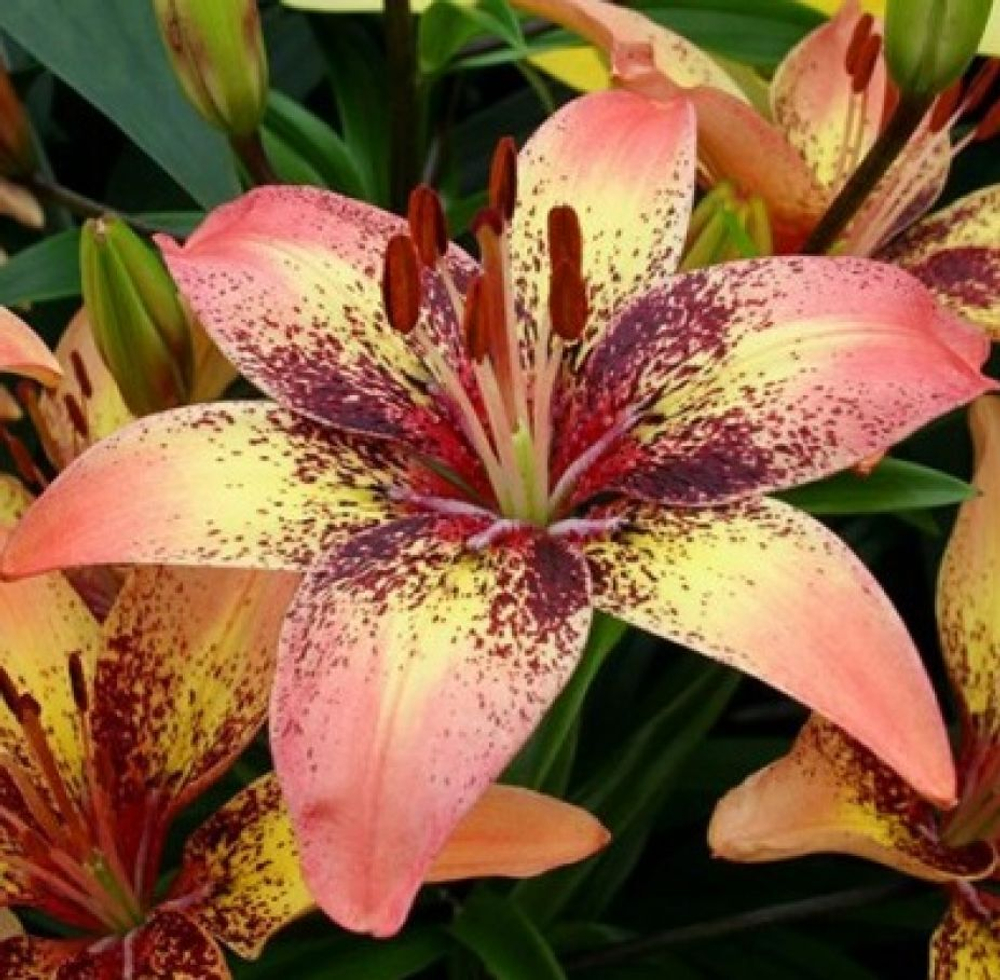 Лилия Трибал Дэнс (5 шт) Волжский Сад