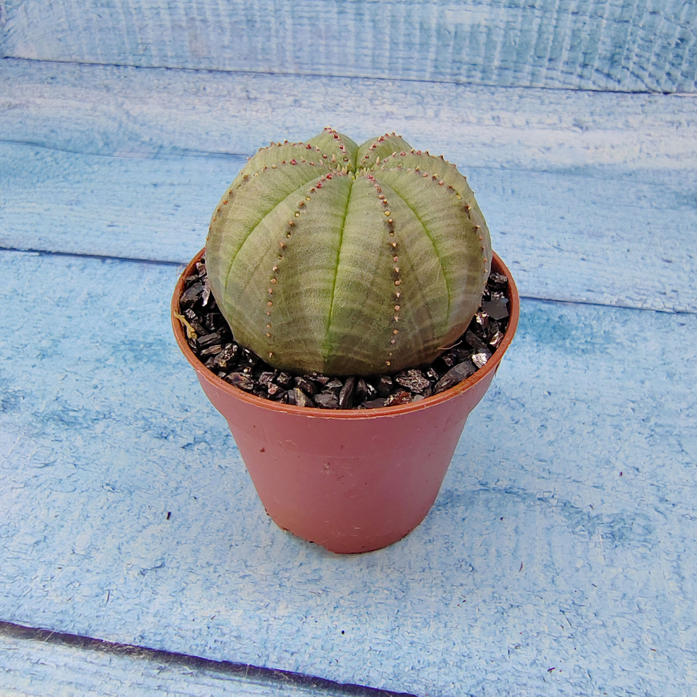 Euphoria Obesa (Эуфорбия)