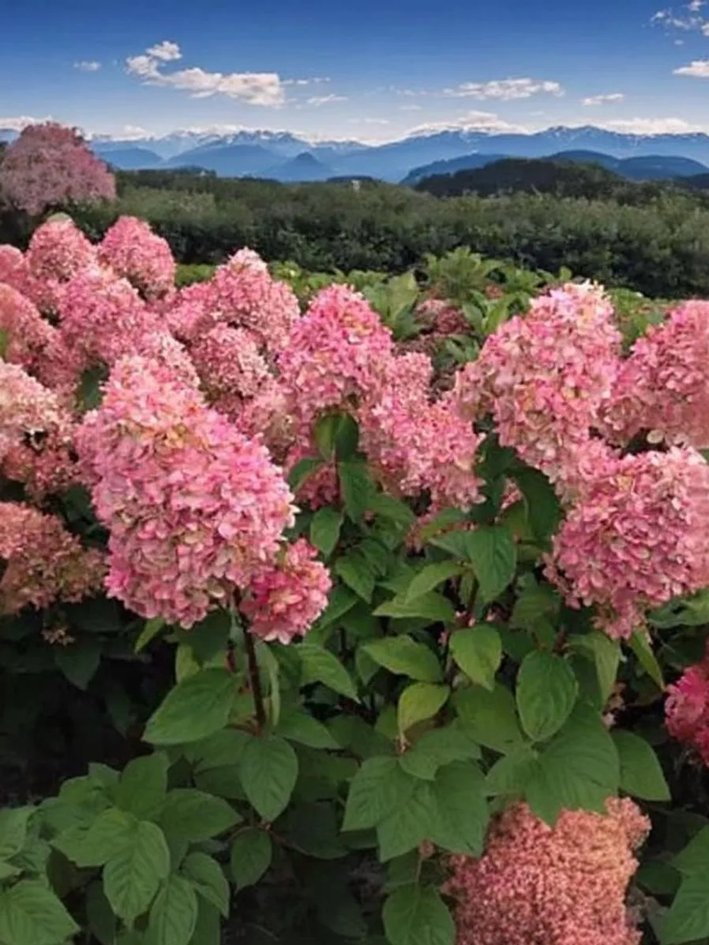 Гортензия метельчатая Мэджикал Кэндл