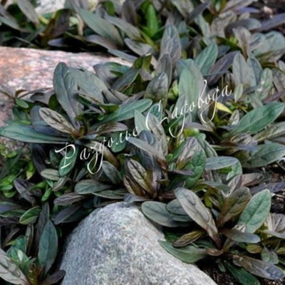 Живучка узколистная Шоколит чип (горшок 0.4л)