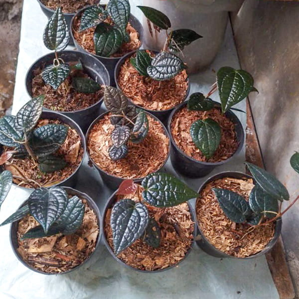 Перец 09 Роскошный