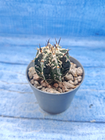 Astrophytum Myriostigma Fukuryu (Астрофитум)