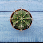 Gymnocalycium Friedrichii (Гимнокалициум)