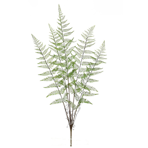 Папоротник многорядник куст 100 см