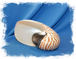 Nautilus pompilius