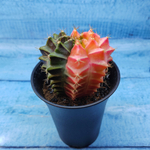 Gymnocalycium Variegata (Гимнокалициум Вариегатный)
