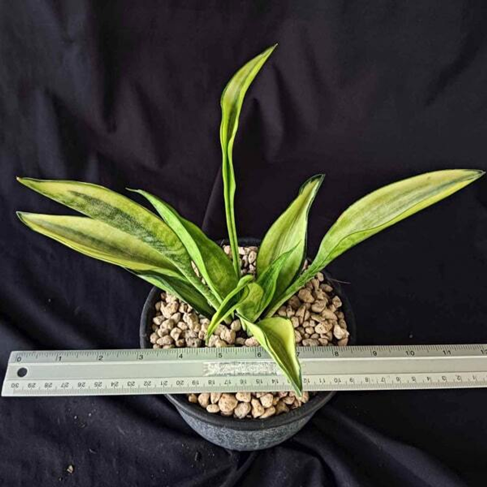 Сансевиерия CONSINNA