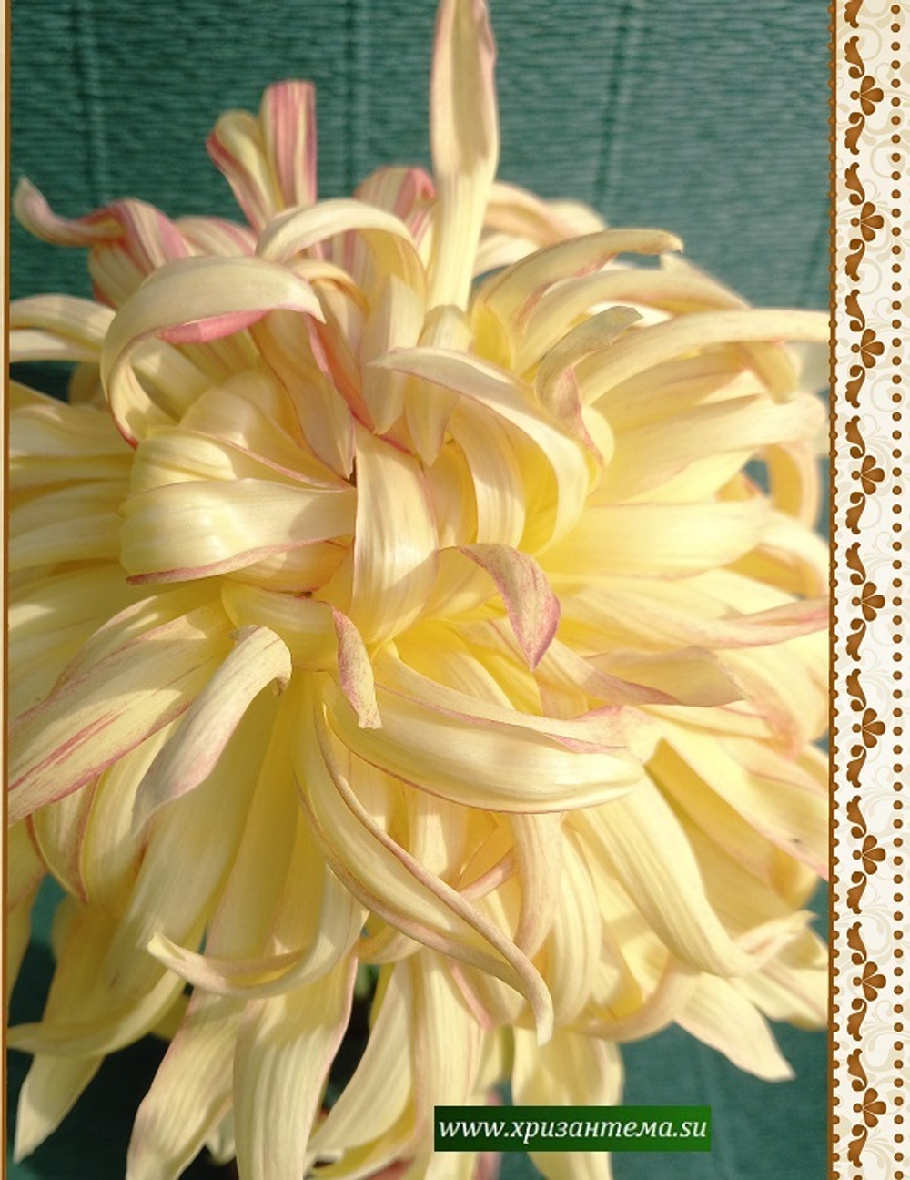 Lancashire Lad  крупноцветковая хризантема ☘  ан 85    (временно нет в наличии)
