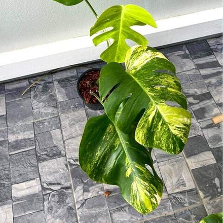 Монстера AUREA BORSIGIANA