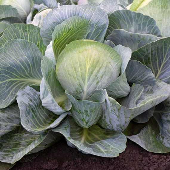 Короната F1 семена капусты белокочанной (Takii / Таки) – фото 4