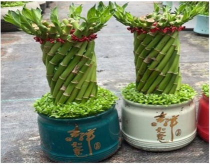 Бамбук Small Feng Shui Wheel керамический горшок д.12