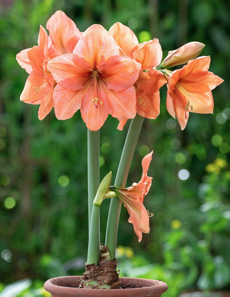 Амариллис Рилона Закупка М80 сентябрь 2026