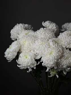 Монобуке́т «Хризантема бигуди»