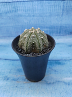 Astrophytum Asterias (Астрофитум)