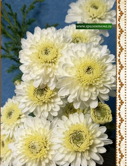 Хризантема мультифлора Branfontaimа м.20 /поставка весна 2026г/