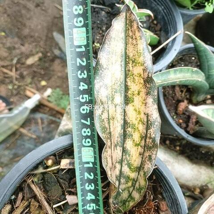 Сансевиерия COPPERTONE