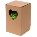 Цветочная композиция «Green garden» 10*12см в горшке, шишка