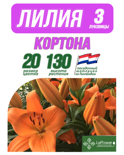 Лилия Луковица, Кортона, разбор 18/20, 3 шт