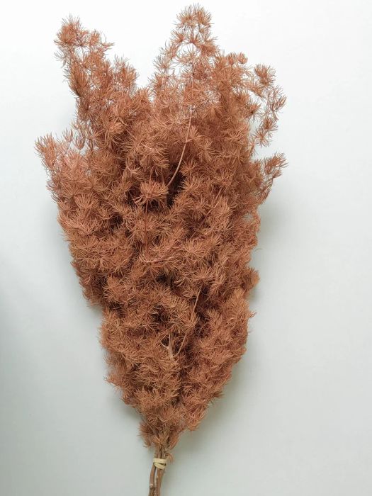 Аспарагус стабилизированный коричневый