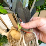 Замиокулькас BLACK